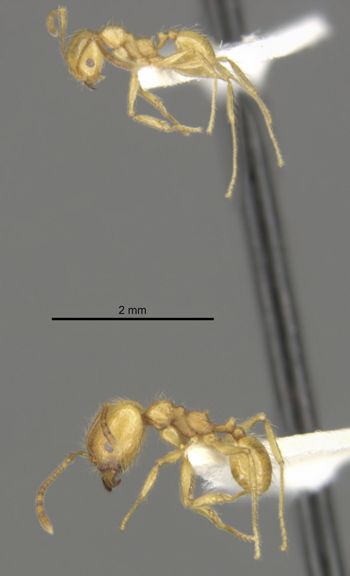 Media type: image;   Entomology 34278 Aspect: habitus lateral view 3